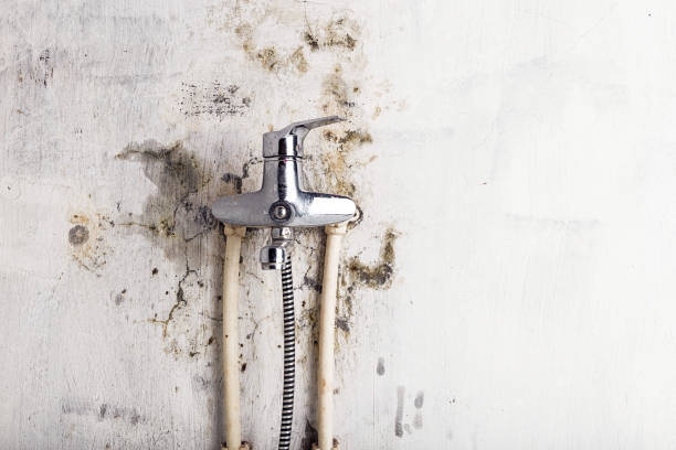 Best Mold Remediation Services  in Walton Hills, OH