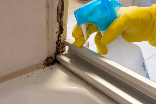 Professional Mold Removal in Walton Hills, OH