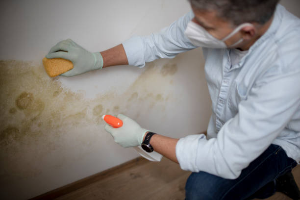 Certified Mold Removal in Walton Hills, OH