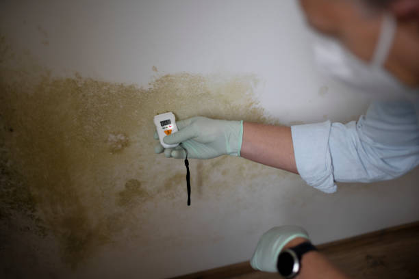Best Toxic Mold Removal  in Walton Hills, OH