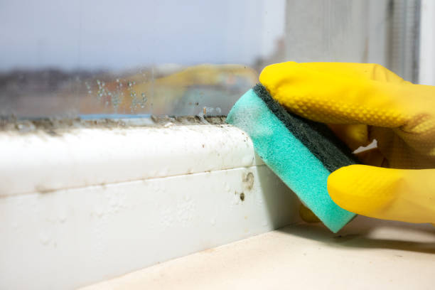 Best Crawl Space Mold Removal  in Walton Hills, OH