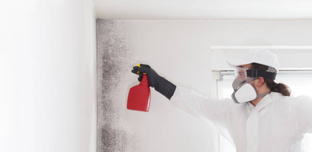 Best Black Mold Removal  in Walton Hills, OH
