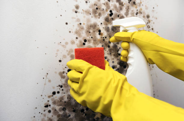 Mold Removal Process in Walton Hills, OH
