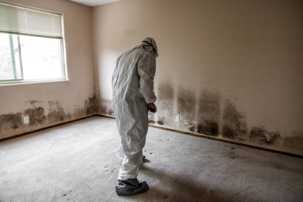 Best Attic Mold Removal  in Walton Hills, OH