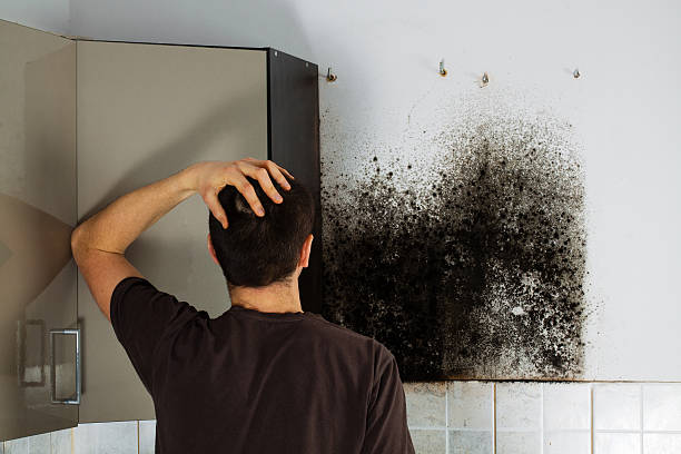 Best Mold Removal Process  in Walton Hills, OH