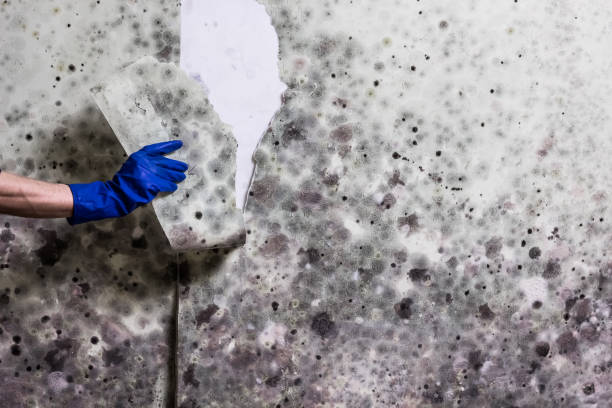 Best Crawl Space Mold Removal  in Walton Hills, OH