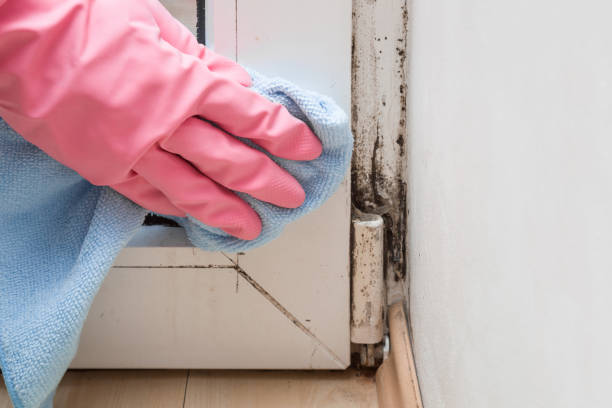 Best Mold Damage Repair  in Walton Hills, OH